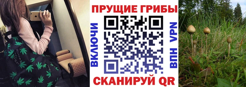Галлюциногенные грибы мухоморы  купить наркоту  Бийск 